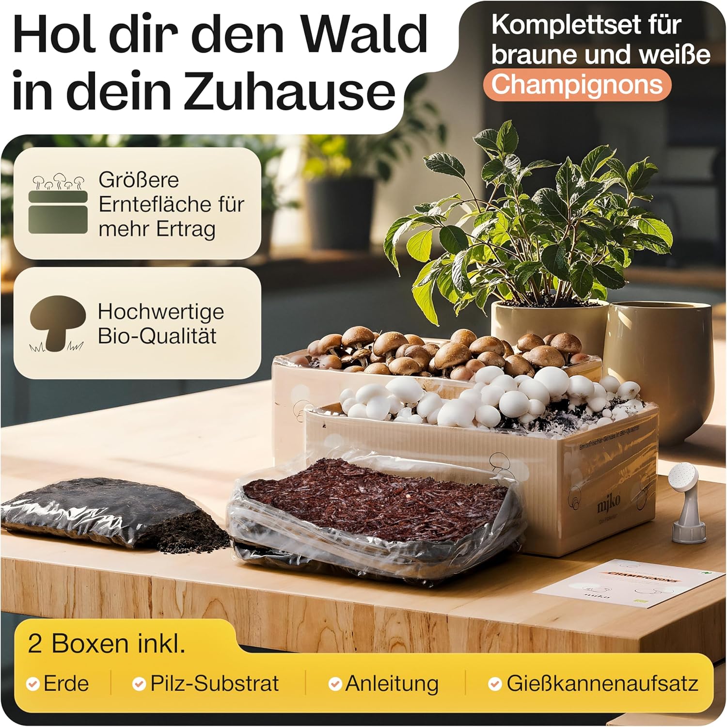 Mjko® Bio Pilzbox Champignons – Geschenkidee