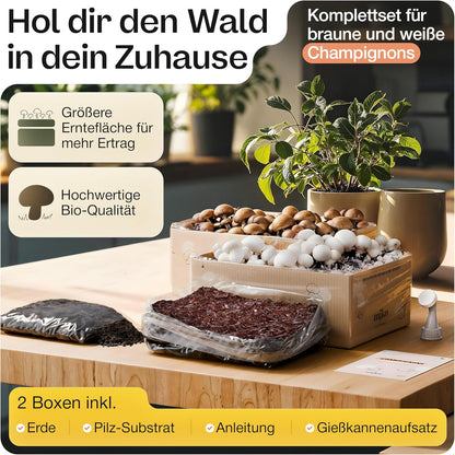 Mjko® Bio Pilzbox Champignons – Geschenkidee