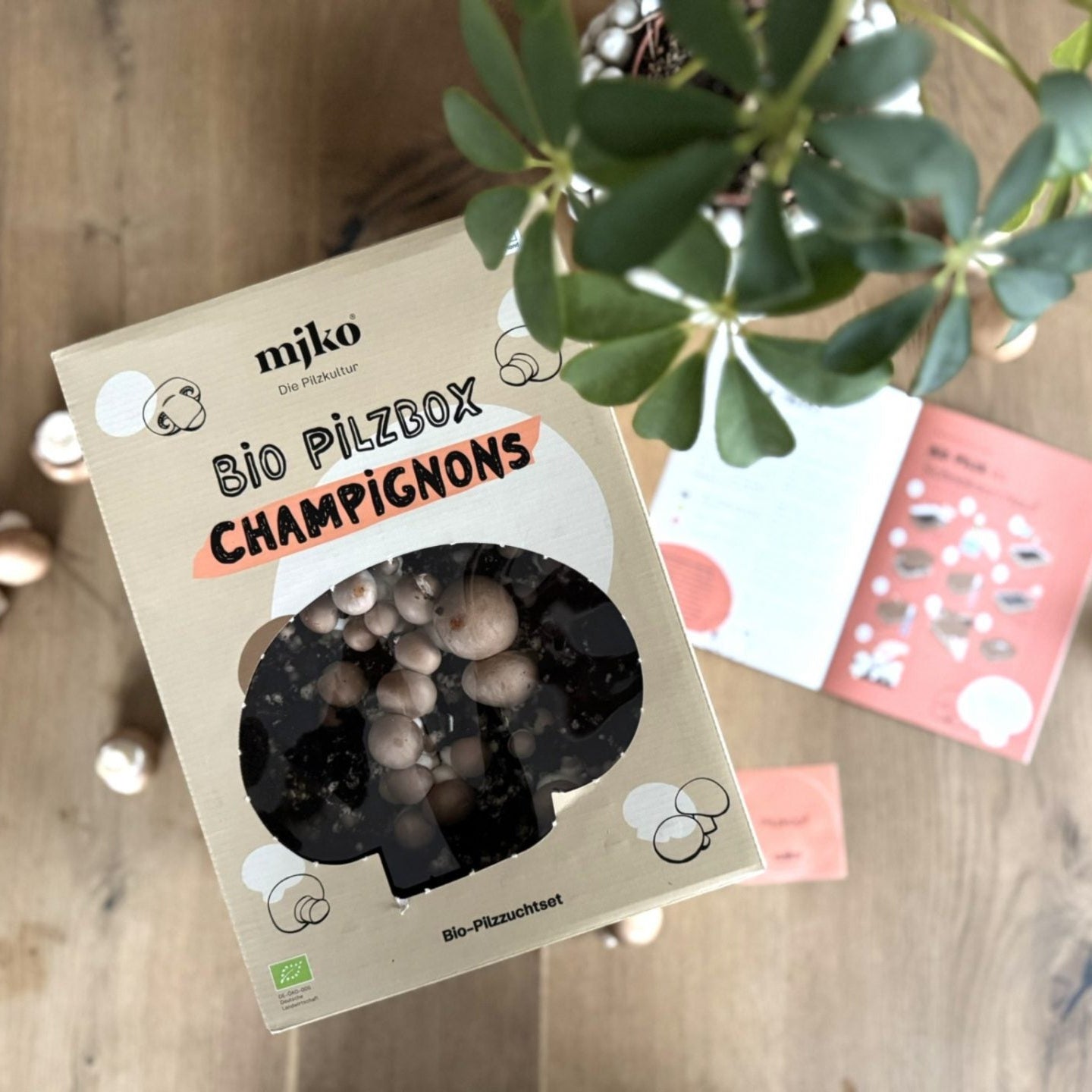 Mjko® Bio Pilzbox Champignons – Geschenkidee